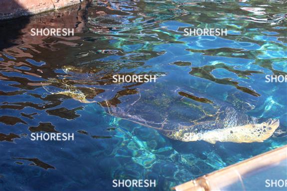 דג גדול בבריכת מרכז המבקרים