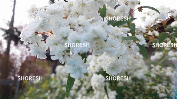 פרחים לבנים