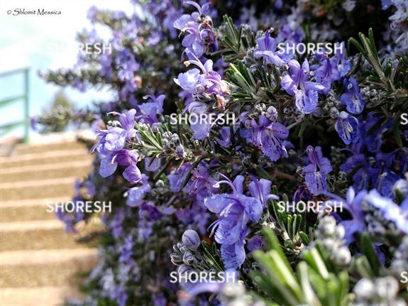 הרוזמרין צבע את כל השכונה בסגול בהיר וכהה יותר