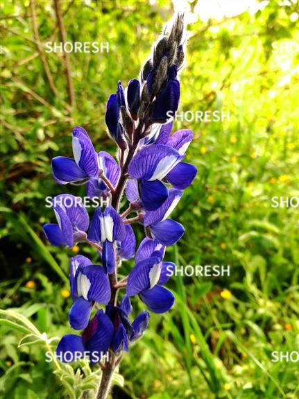 תורמוס מצוי