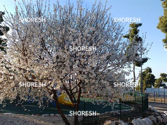שקדיה עם פרחים מלבלבים