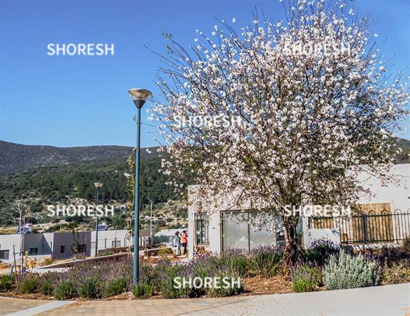 השקדיה על רקע הרי צפת