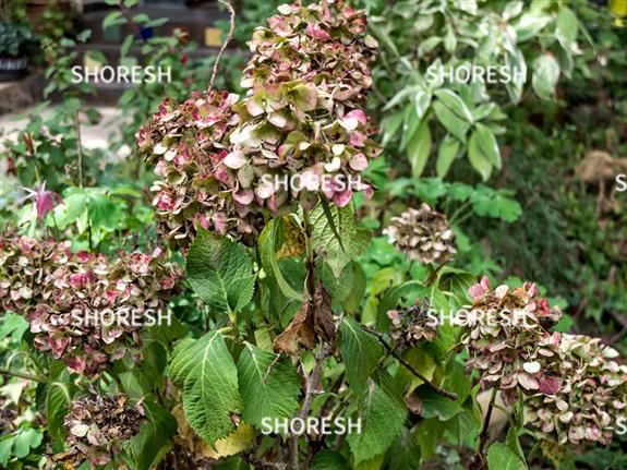 הידרנג'אה מצויה