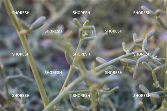 צמח בתקריב6