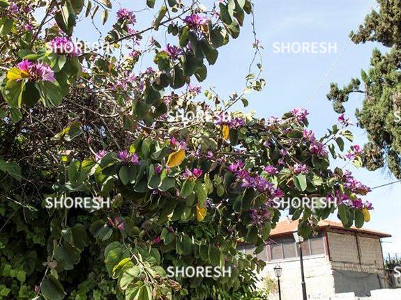 עץ עם פרחים סגולים בעיר העתיקה בצפת