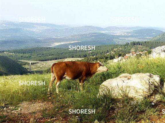 פרה גואה בפאתי העיר צפת