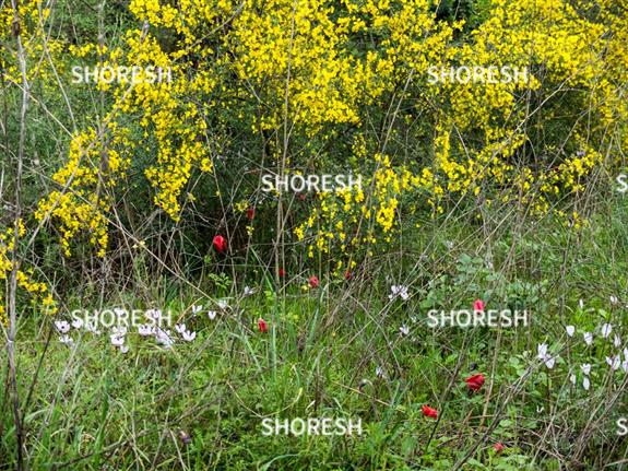 רקפות ומגוון צמחים נוספים