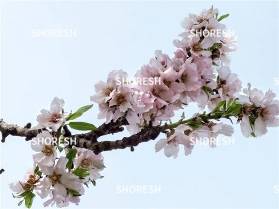 צילום יפיפה של פרחי השקדיה