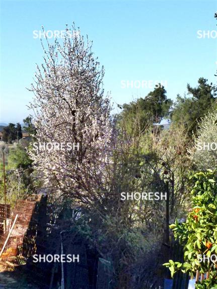 עצים בחצר הבית