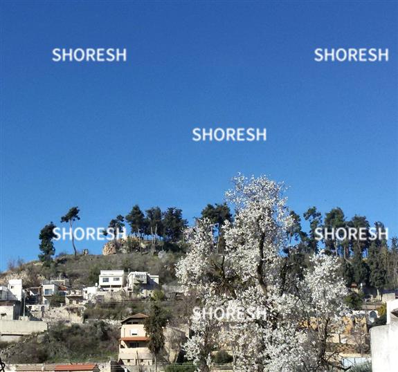 שקדיה על רקע המצודה בצפת