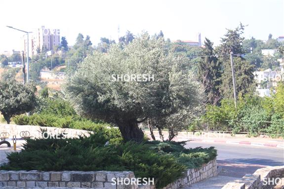 ירוק וססגוני בצפת