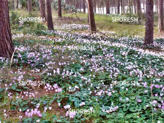 כלניות ביער