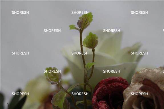 פרחים בתקריב