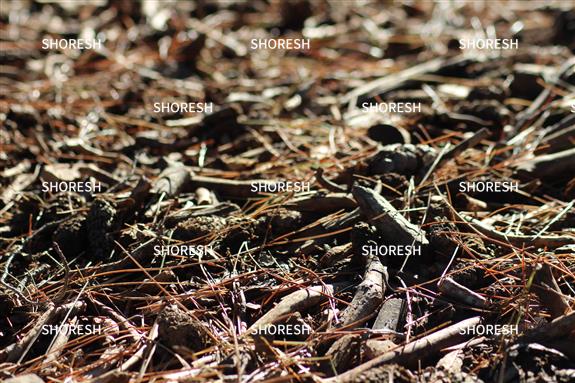 מרקם עלי שלכת