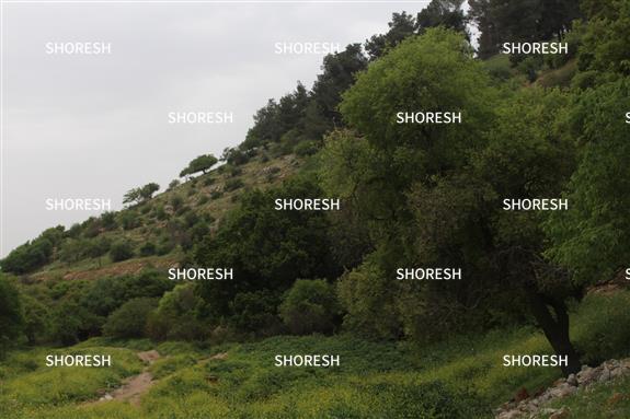 נחל בגליל