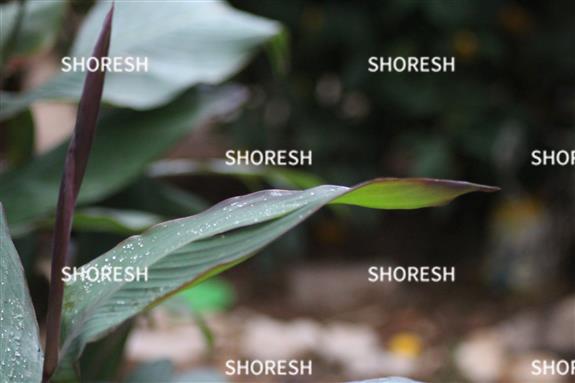 עלי צמח עם טיפות גשם