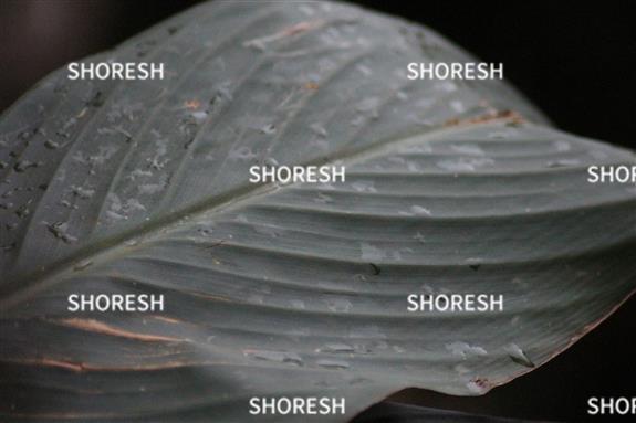 עלי צמח עם טיפות גשם