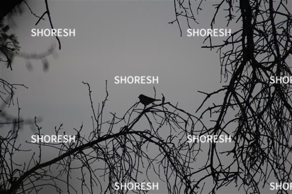 ענפי עץ עם ציפור שיר