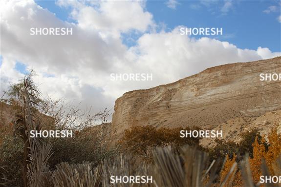 עצים על רקע הקניון