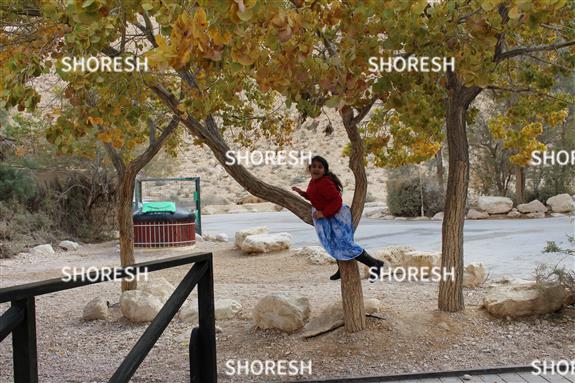 ילדה יושבת על גזע עץ