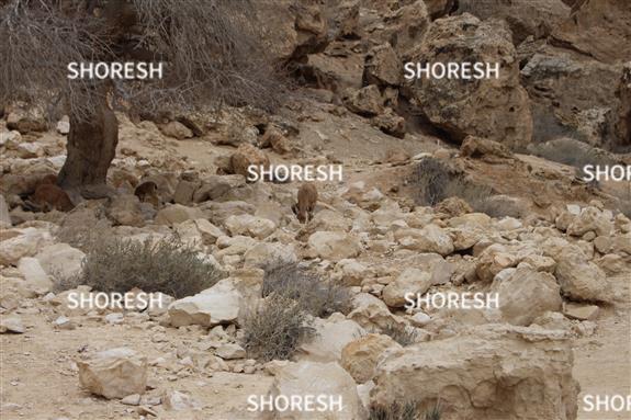 יעלים במדבר יהודה