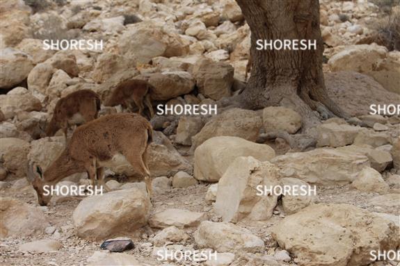 יעלים במדבר יהודה