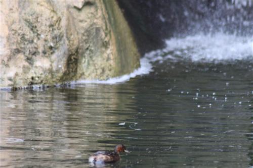 אווז בבריכת מים ליד שפך המפל