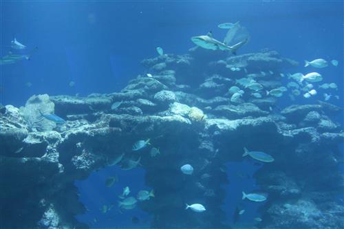 שוניות ומבחר דגים בים האדום