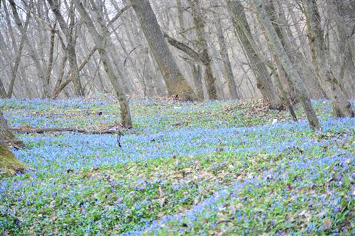 פרחים כחולים2