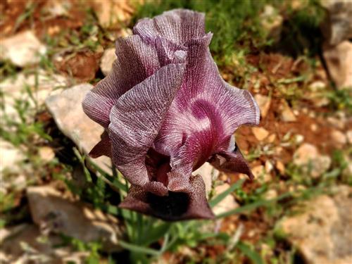 פרח עם עלים סגורים