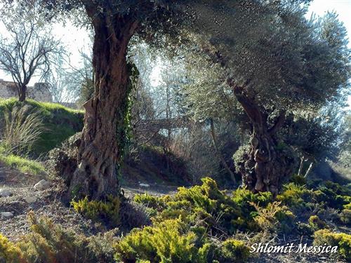 עצי זית בכניסה לצפת
