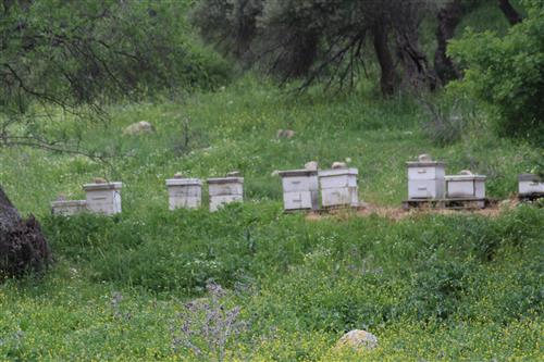 כוורות דבורים 2