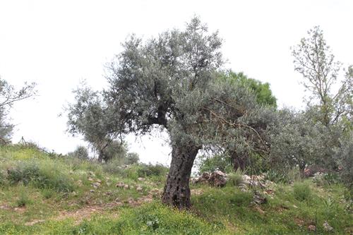 עץ זית