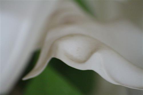 עלה פרח  תקריב