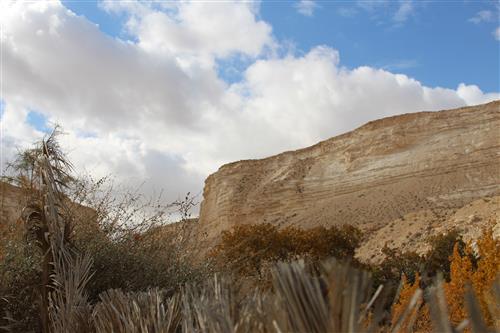 עצים על רקע הקניון