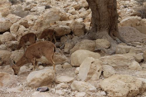 יעלים במדבר יהודה
